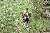 Ladakh - country life